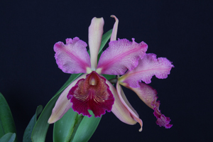 C. dowiana var. Rosita Kimberly Burzell